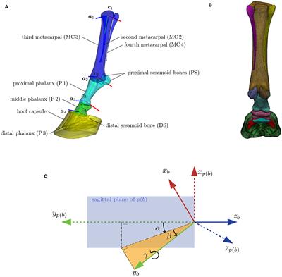 EquiSim: An Open-Source Articulatable Statistical Model of the Equine Distal Limb